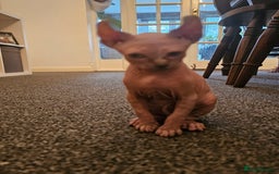 Sphynx cats for sale: Sphynx kittens - Image 9