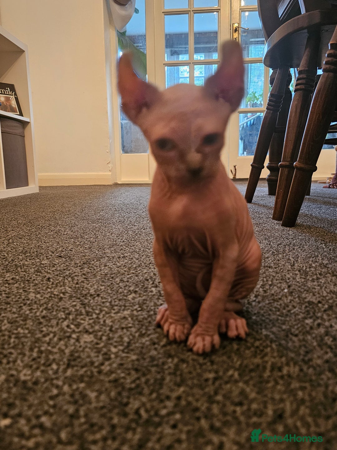 Sphynx cats for sale: Sphynx kittens - Image 9