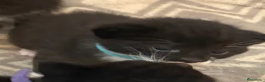 Mr light blue