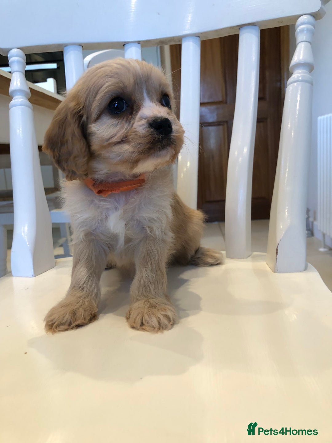 Cavapoo dogs for sale: Adorable Cavapoo Puppies  - Advert 13