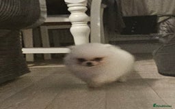 Pomeranian dogs for sale: Pomeranian puppies, 8 wks, white. - Image 1