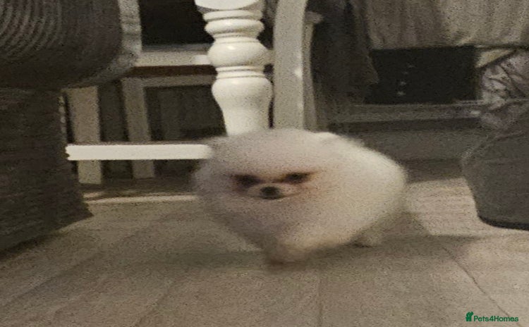 Pomeranian dogs - Advert 1