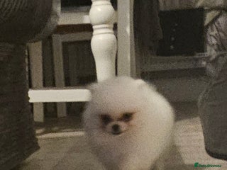 Pomeranian dogs - Advert 33