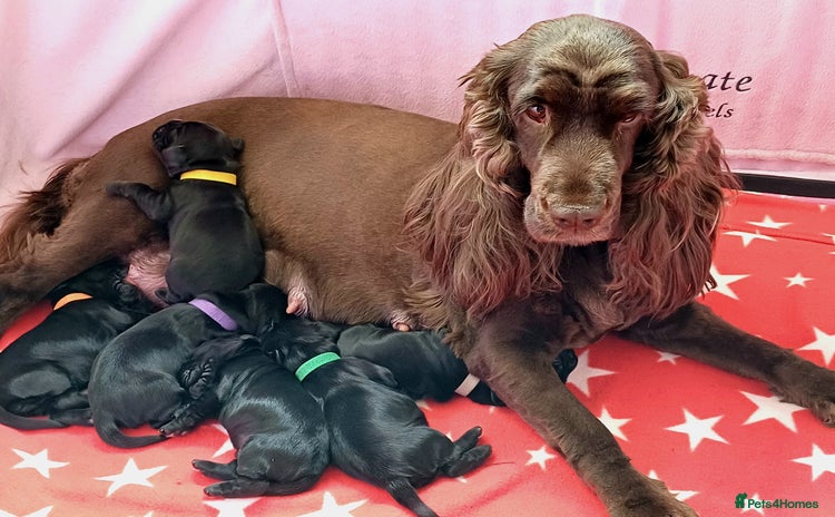 Cocker Spaniel dogs - Advert 16