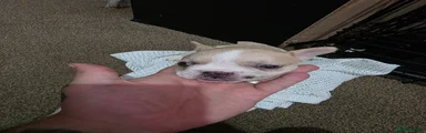 French Bulldog 1