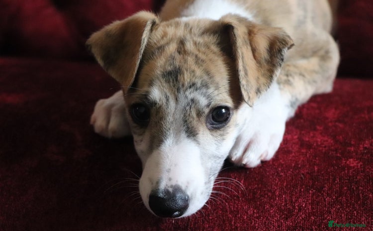 Whippet dogs - Advert 1