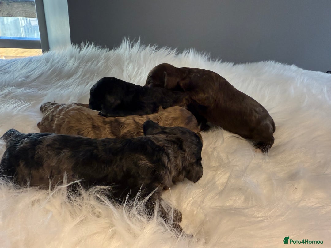 Cockapoo dogs for sale: F1B Cockapoo’s  - Image 2