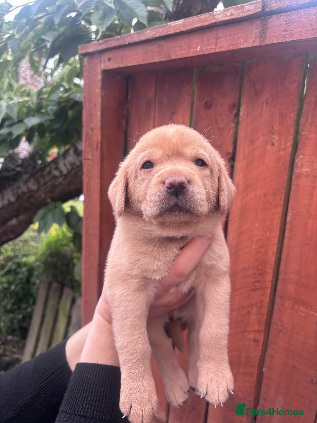 Labrador Retriever dogs for sale: KC Labrador pups for sale - Advert 16