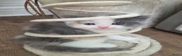 Mixed Breed cats for sale: Cute fluffy Persian kittens 😸 💖  - Advert 12