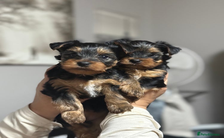Yorkshire Terrier dogs - Advert 4