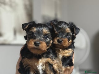 Yorkshire Terrier dogs - Advert 3