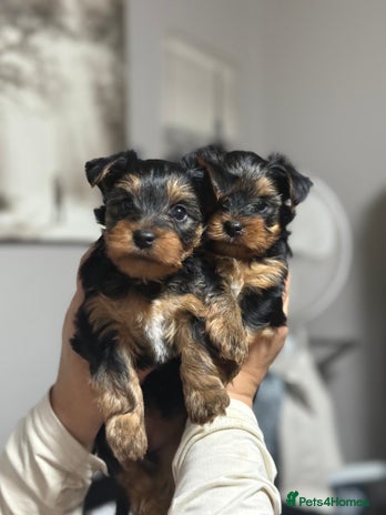 Yorkshire Terrier dogs - Advert 4