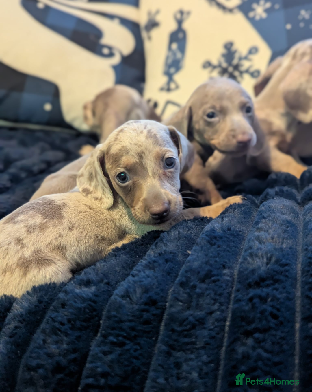 Miniature Dachshund dogs for sale: Miniature dachshund puppies  - Advert 11
