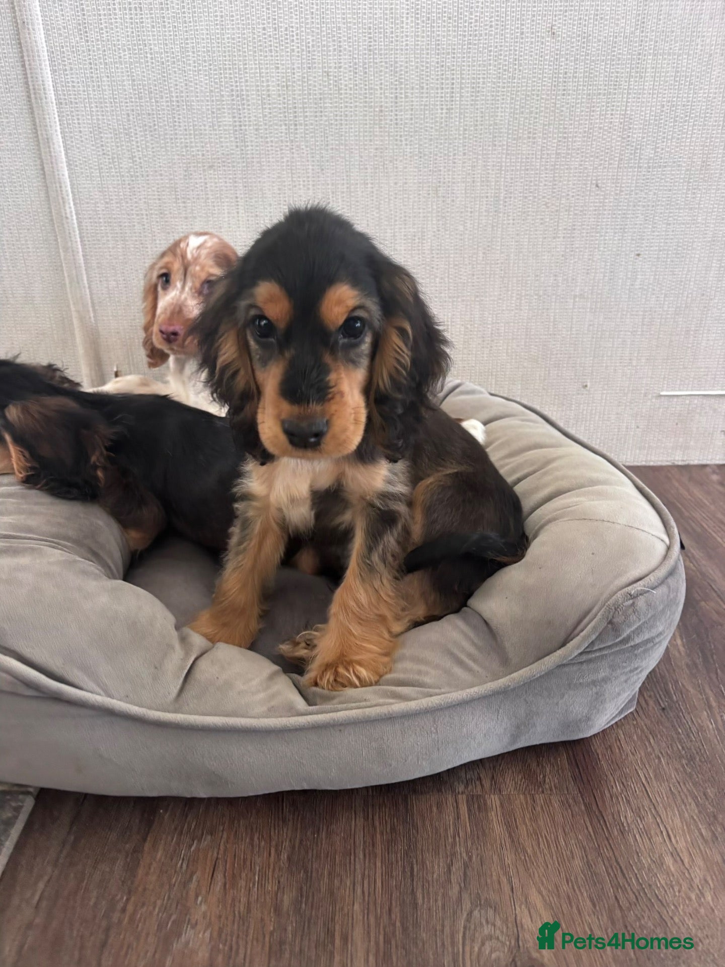 Cocker Spaniel dogs Last 2 little show cocker spaniel pups  - Advert 1