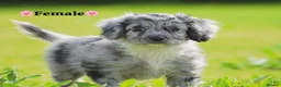 Cockapoo dogs for sale: Cockerpoo girls  - Advert 4
