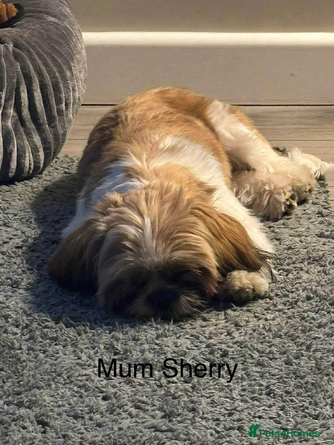 Shih Tzu dogs for sale: Early Spring Shihtzu Puppies  - Advert 2