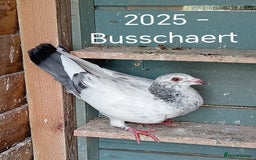 Pigeons birds for sale: Top Racers - Image 5