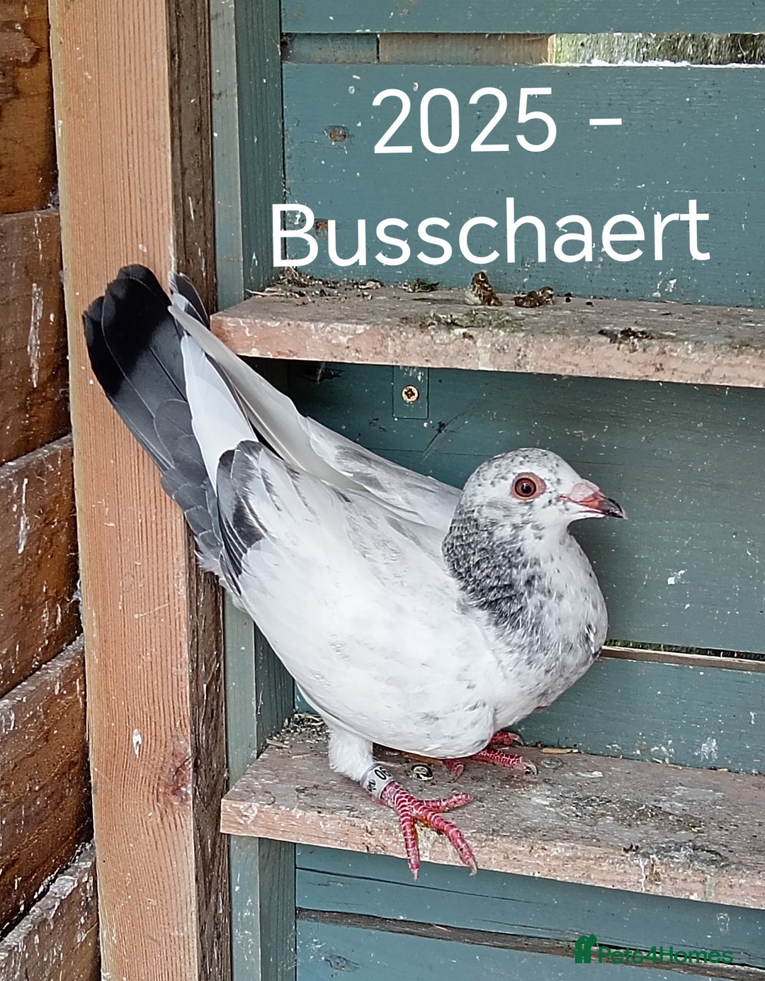 Pigeons birds for sale: Top Racers - Image 5