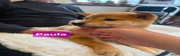 Japanese Shiba Inu dogs for sale: Stunning little Shibas - Advert 11