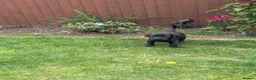 Labrador Retriever dogs for sale: 2 boys left - Stunning KC Reg Black Lab puppies - Advert 2