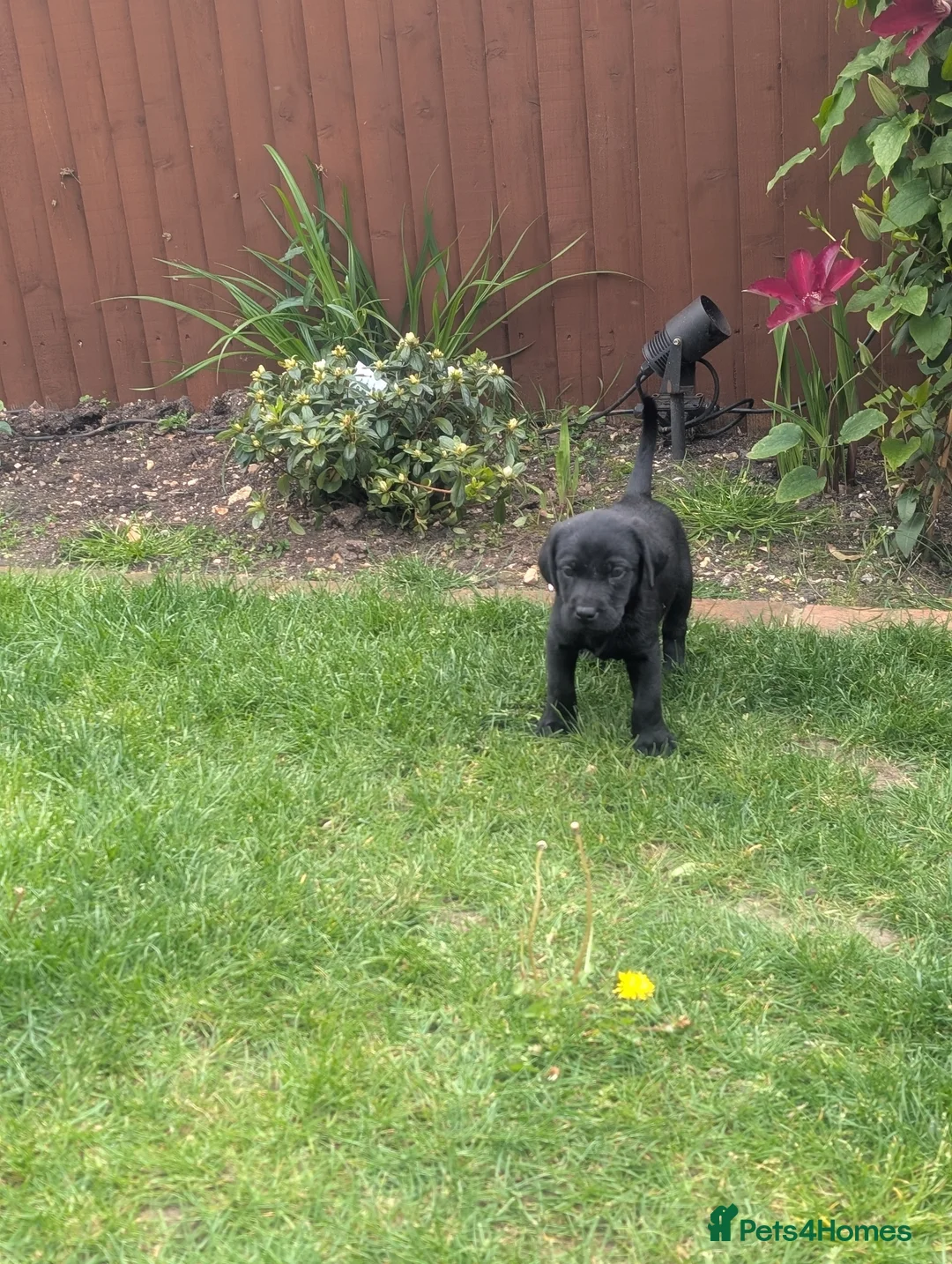 Labrador Retriever dogs for sale: 2 boys left - Stunning KC Reg Black Lab puppies - Advert 2