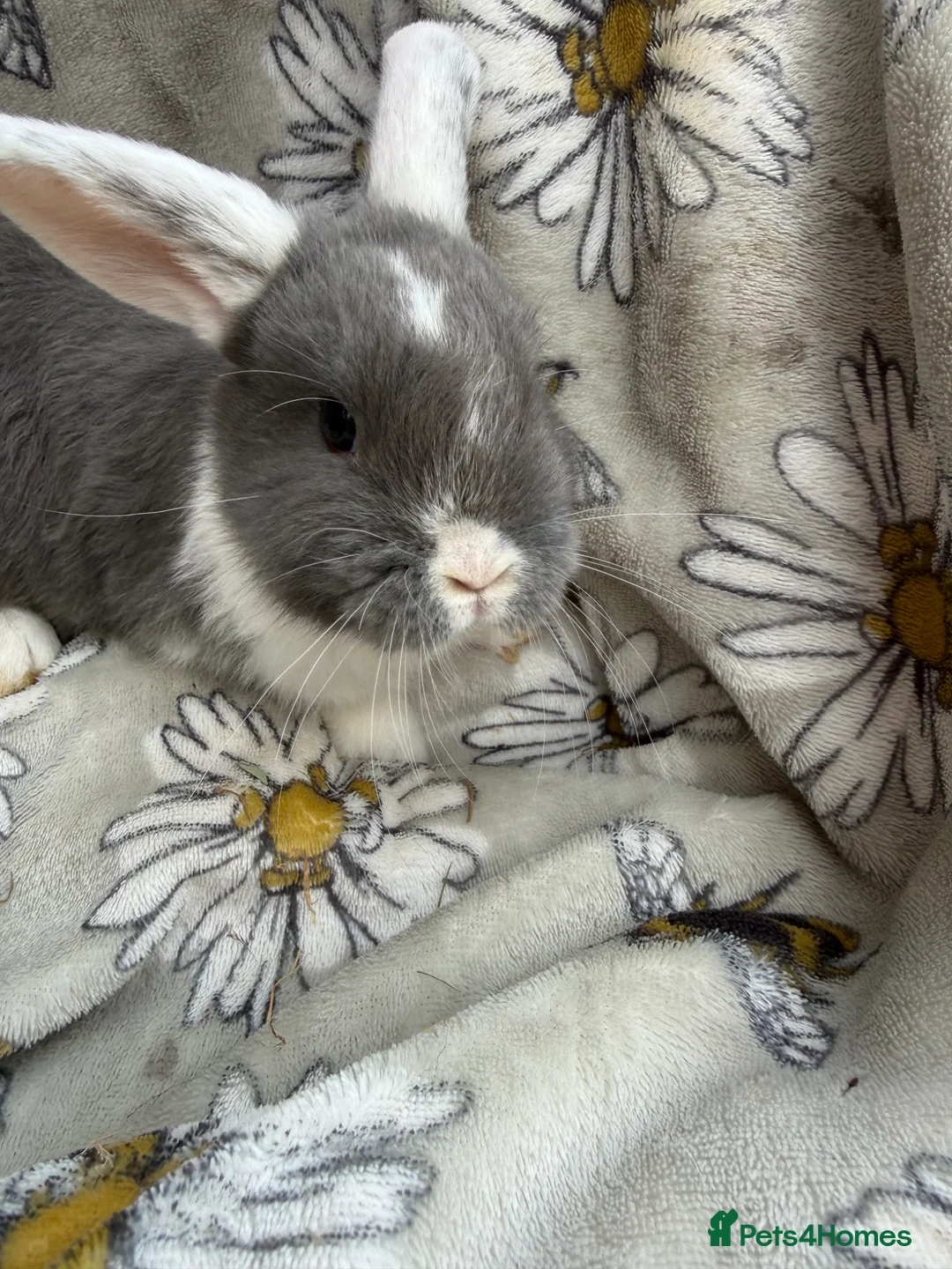 Mini Lop rabbits for sale: Pure bred mini lop bunnies  - Advert 7