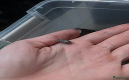 Millipedes invertebrates for sale: Millipedes , iso pods ,snails  - Image 12
