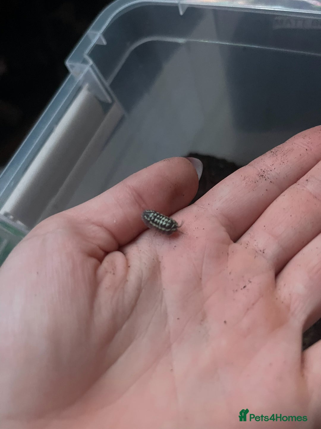 Millipedes invertebrates for sale: Millipedes , iso pods ,snails  - Image 12