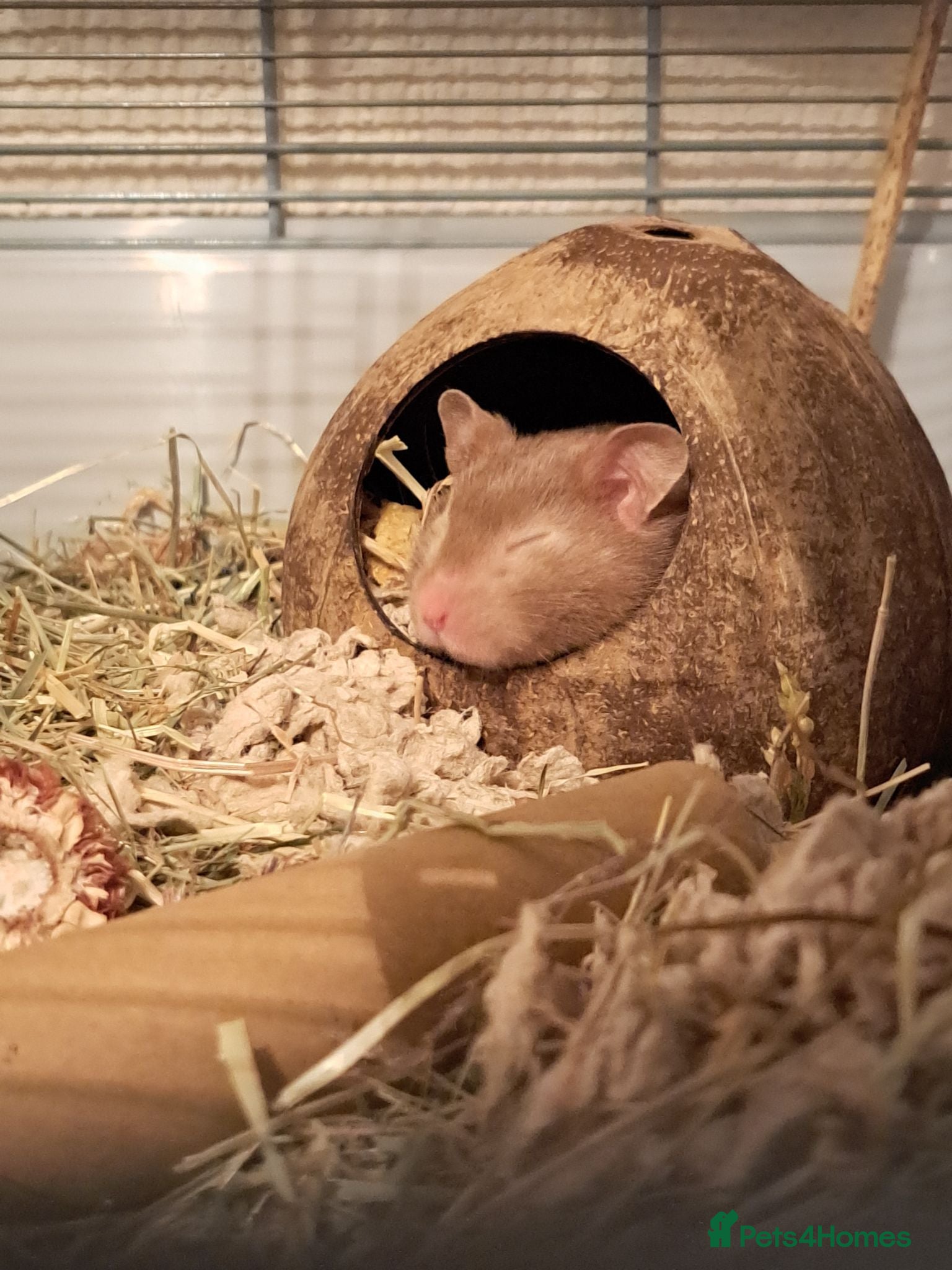 Hamster rodents Female Syrian hamster - Advert 1