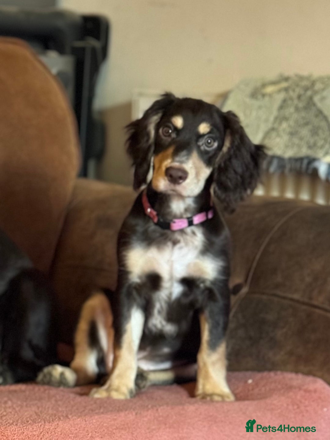 Cocker Spaniel dogs for sale: Cocker spaniel  - Advert 2