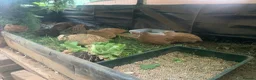 Quail poultry for sale: coturnix quail / Japanese Quail  - Advert 6
