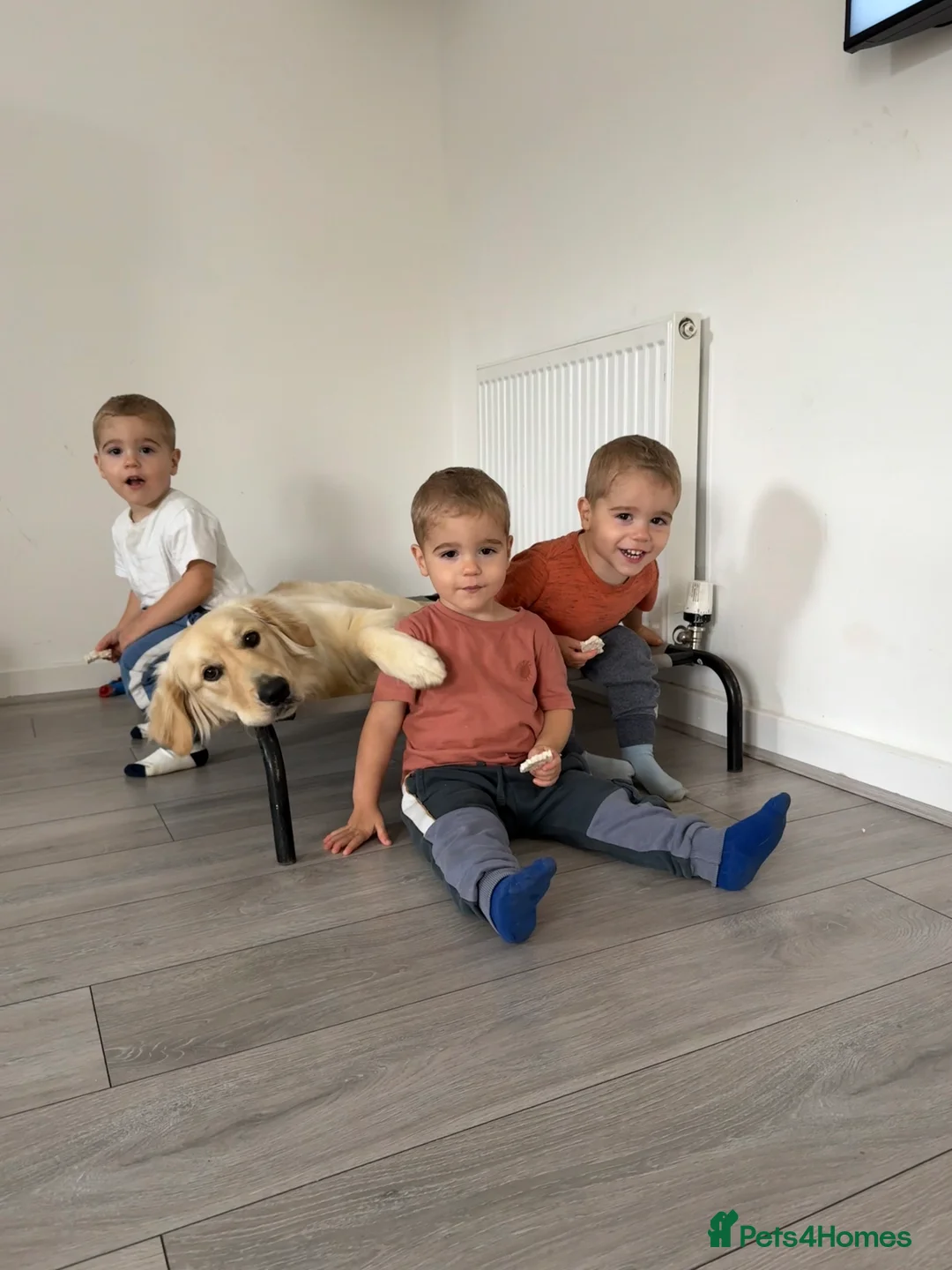 Golden Retriever dogs for sale: Stunning golden girl for sale.  - Advert 15