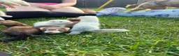 Ferret rodents for sale: Baby ferrets MIXED  - Advert 2