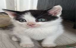 Mixed Breed cats for sale: Beautiful Calico Kittens - Image 16