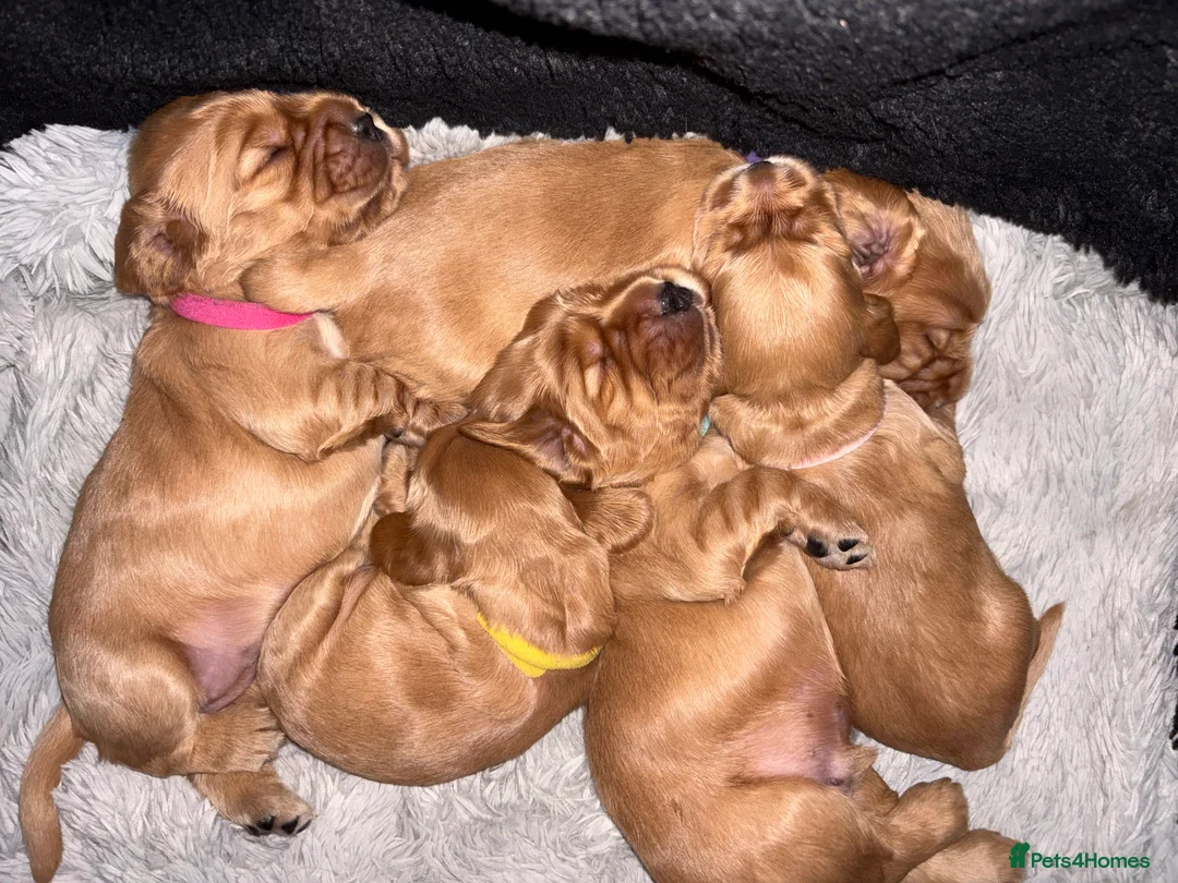 Cocker Spaniel dogs for sale: Show type cocker spaniels - Advert 3