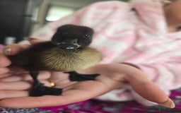 Ducks poultry for sale: Purebred Show Quality Caygua Ducklings  - Image 3