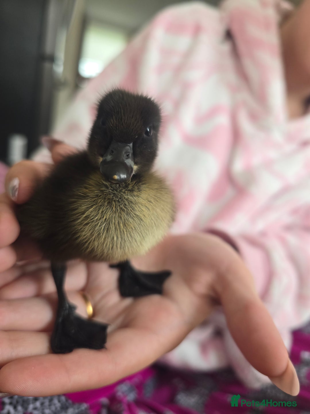 Ducks poultry for sale: Purebred Show Quality Caygua Ducklings  - Image 3