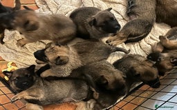 Mixed Breed dogs for sale: Stunning Belgium malinois  - Image 2