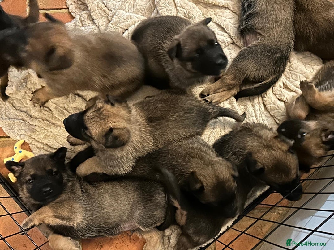 Mixed Breed dogs for sale: Stunning Belgium malinois  - Image 2