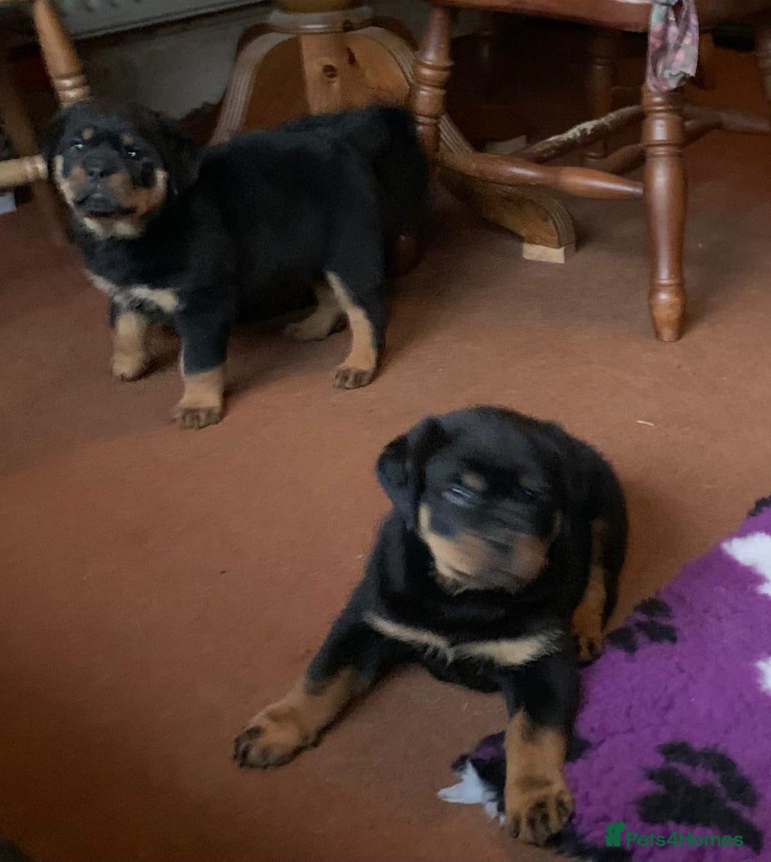 Rottweiler dogs for sale: Proper big old fashioned Rottie  pups ready now  - Advert 5