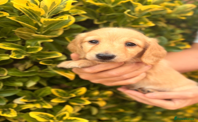 Miniature Dachshund dogs - Advert 1
