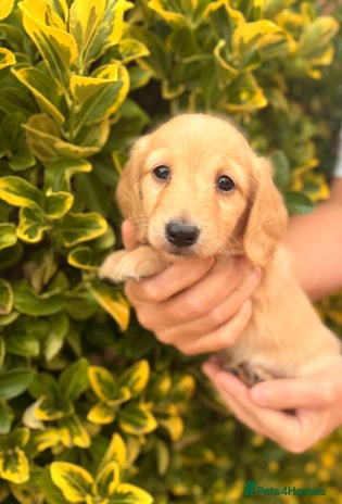 Miniature Dachshund dogs - Advert 3
