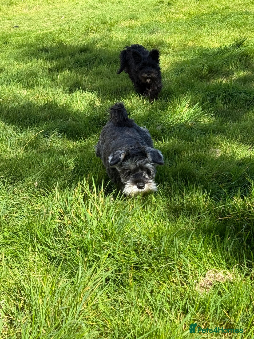 Miniature Schnauzer dogs for sale: Stunning Black Miniature Schnauzer  - Image 3