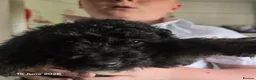 Mixed Breed dogs for sale: Black cockapoo  - Advert 3