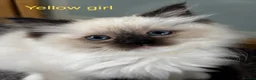 Ragdoll cats for sale: Gorgeous Ragdoll Kittens - Advert 10