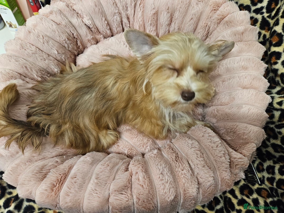 Yorkshire Terrier dogs for sale: Small Blonde Yorkie girl ready now - Advert 15