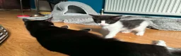 Mixed Breed cats for sale: 4 kitten looking for lovely home  - Advert 10