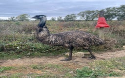 Emus poultry for sale: Emus for sale - Image 2