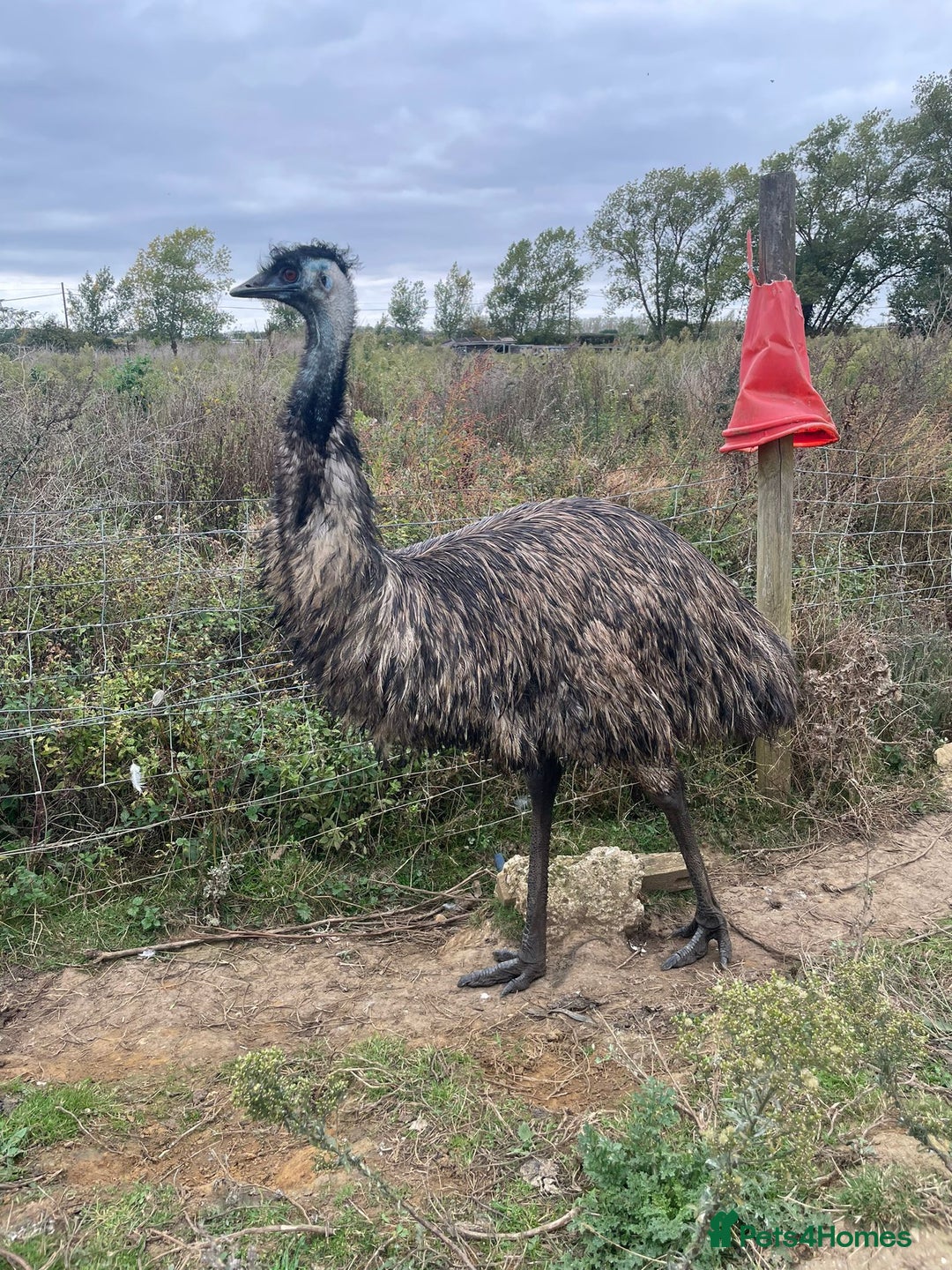 Emus poultry for sale: Emus for sale - Image 2