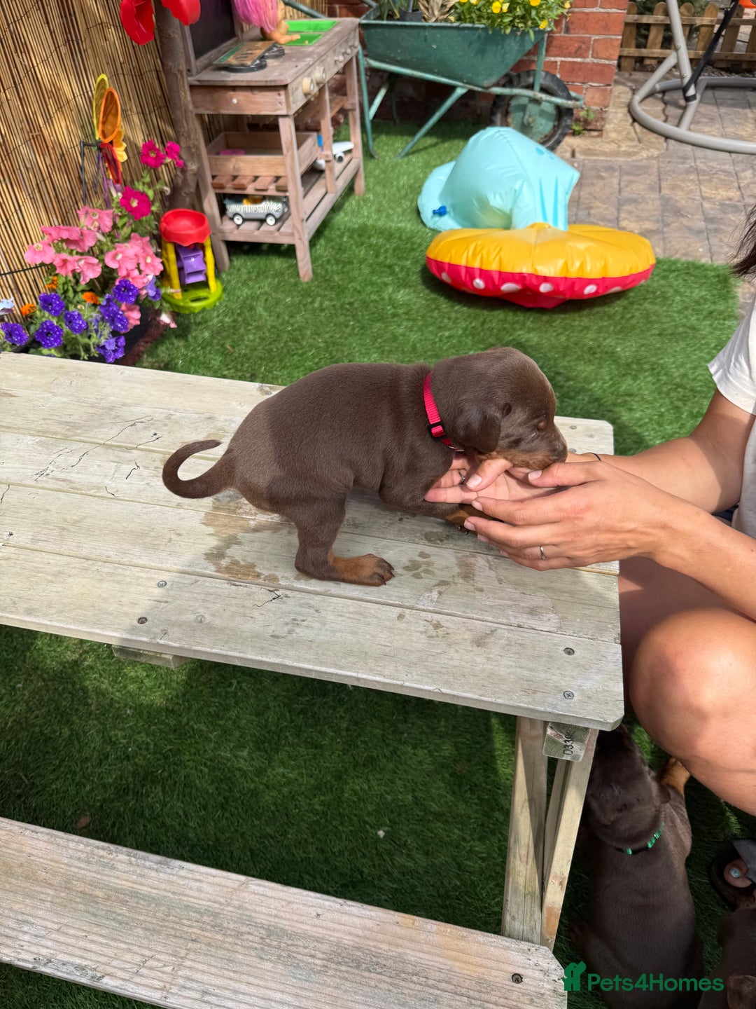 Dobermann dogs for sale: Doberman brown & tan - Image 14